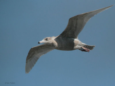 Glaucous Gull, Balranald, North Uist