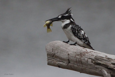 Pied Kingfisher, Rondevlei Hide-Wilderness, South Africa