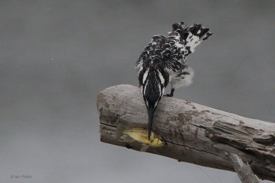 Pied Kingfisher, Rondevlei Hide-Wilderness, South Africa