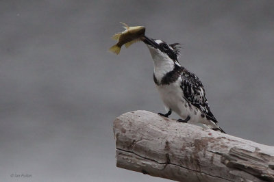 Pied Kingfisher, Rondevlei Hide-Wilderness, South Africa