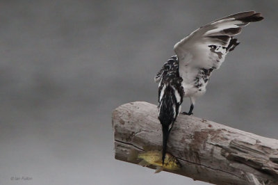 Pied Kingfisher, Rondevlei Hide-Wilderness, South Africa