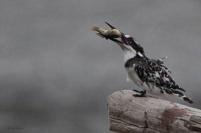 Pied Kingfisher, Rondevlei Hide-Wilderness, South Africa