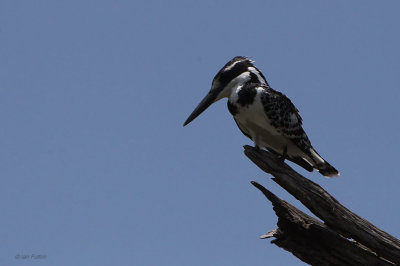 Pied Kingfisher, Kruger NP, South Africa