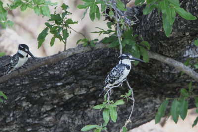 Pied Kingfisher, Kruger NP, South Africa