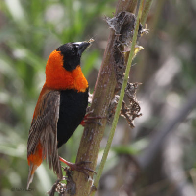 Red Bishop, Suikerbosrand, South Africa