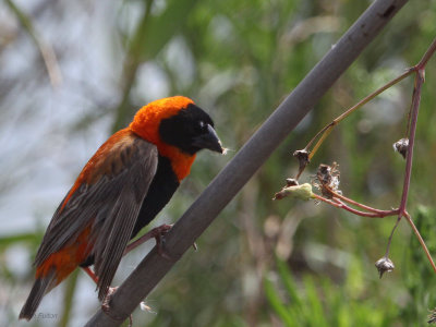 Red Bishop, Suikerbosrand, South Africa