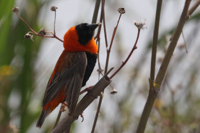 Red Bishop, Suikerbosrand, South Africa