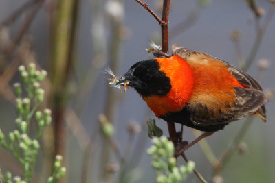 Red Bishop, Suikerbosrand, South Africa