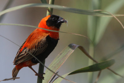 Red Bishop, Marievale, South Africa