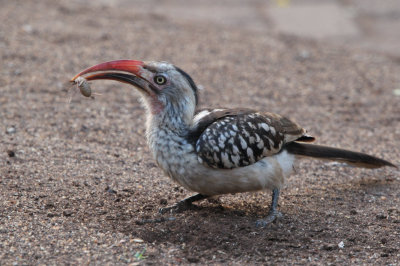 Red-billed Hornbill, Satara Camp-Kruger NP, South Africa