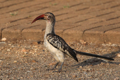 Red-billed Hornbill, Satara Camp-Kruger NP, South Africa