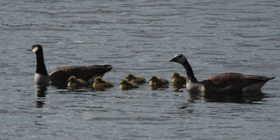 Canada Geese, Sallochy Bay-Loch Lomond, Clyde