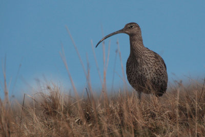 Curlew, Daer Valley, Clyde