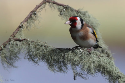 Goldfinch, RSPB Lochwinnoch, Clyde