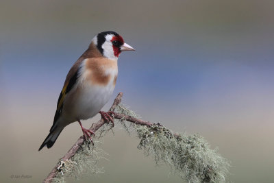 Goldfinch, RSPB Lochwinnoch, Clyde