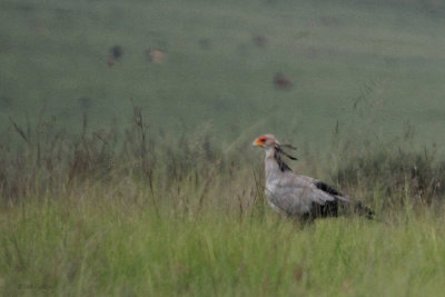 Secretary Bird, near Wakkerstroom, South AFrica