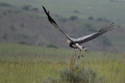 Secretary Bird, near Wakkerstroom, South AFrica