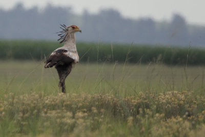 Secretary Bird, near Wakkerstroom, South AFrica