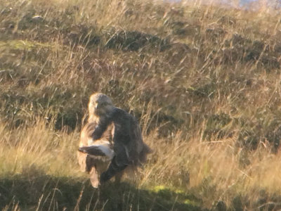 Rough-legged Buzzard, Yell, Shetland
