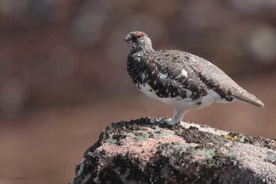 Ptarmigan, Coire an Lochan-Cairngorm, Highland