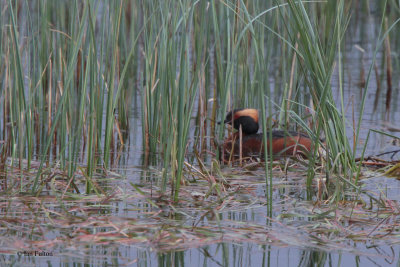 Slavonian Grebe, Speyside, Highland