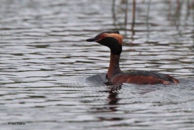 Slavonian Grebe, Speyside, Highland