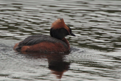 Slavonian Grebe, Speyside, Highland