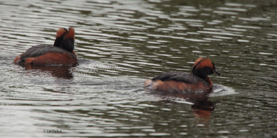 Slavonian Grebe, Speyside, Highland