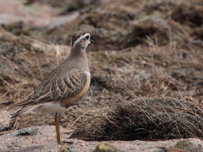 Dotterel on the Cairngorm plateau near top of  Cairn Lochan