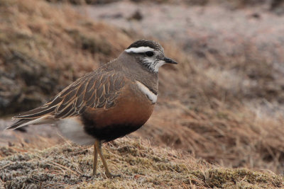 Dotterel on the Cairngorm plateau near top of  Cairn Lochan