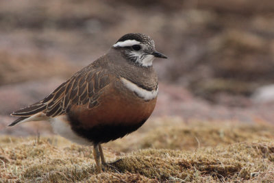 Dotterel on the Cairngorm plateau near top of  Cairn Lochan