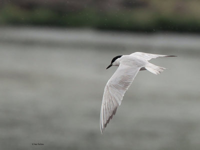 Gull-billed Tern, Kinneil Lagoon, Forth
