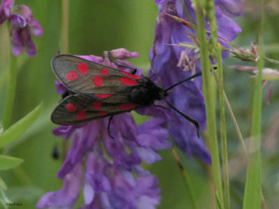 Six-spot Burnet moth, Cardowan Moss, Glasgow