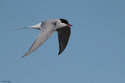 Arctic Tern, Svalbard