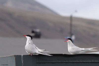 Arctic Tern, Longyearbyen, Svalbard