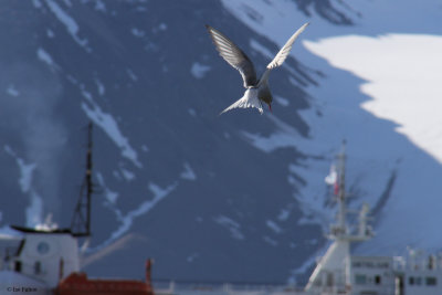 Arctic Tern, Svalbard