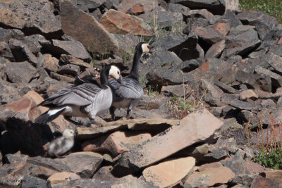 Barnacle Goose, Longyearbyen, Svalbard