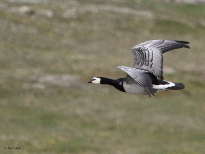 Barnacle Goose, Longyearbyen, Svalbard