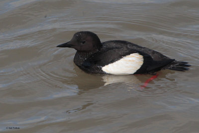 Black Guillemot, Longyearbyen, Svalbard