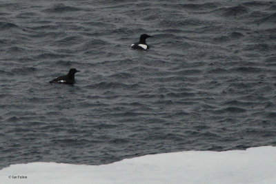 Black Guillemot, north of Svalbard