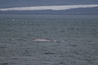 Blue Whale, Forlandsundet , Svalbard
