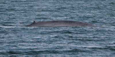 Blue Whale, Forlandsundet , Svalbard