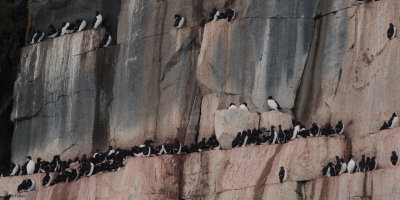 Brunnich's Guillemot, Svalbard