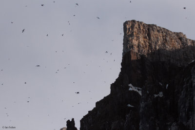 Brunnich's Guillemot, Svalbard
