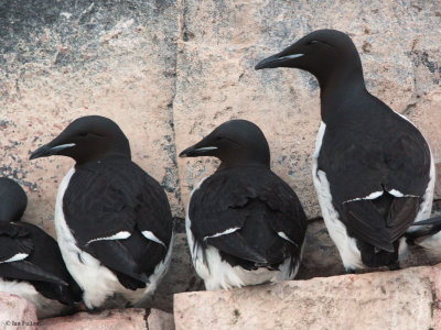 Brunnich's Guillemot