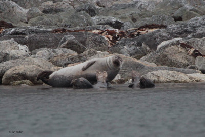 Common Seal, Virgohamna-Amsterdamya, Svalbard