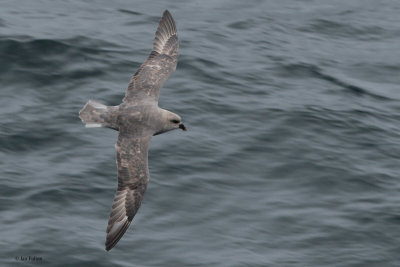 Northern Fulmar Petrel, at sea, Svalbard