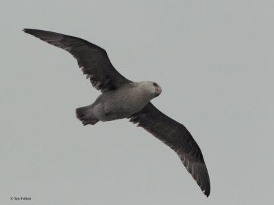 Northern Fulmar Petrel, at sea, Svalbard