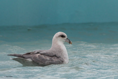 Northern Fulmar Petrel, Magdalenafjorden, Svalbard