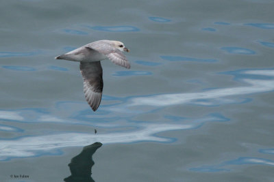Northern Fulmar Petrel, at sea, Svalbard